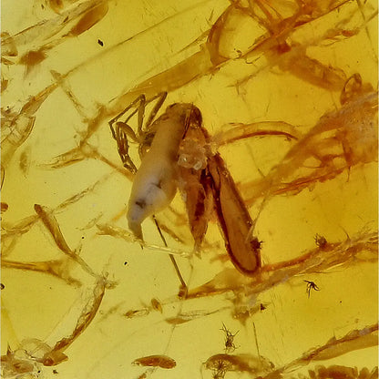 Get your Authentic Baltic Amber - Eocene Insect Encased online now or in store at Forever Gems in Franschhoek, South Africa