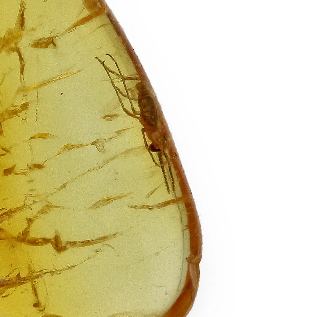 Get your Authentic Baltic Amber - Eocene Insect Encased online now or in store at Forever Gems in Franschhoek, South Africa