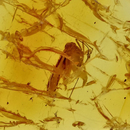 Get your Authentic Baltic Amber - Eocene Insect Encased online now or in store at Forever Gems in Franschhoek, South Africa