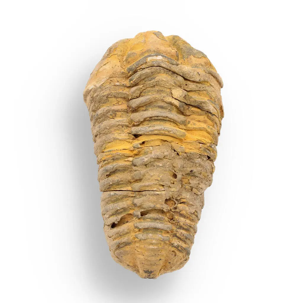 Buy your Calymene Trilobite Fossil – 400 Million Years in the Making online now or in store at Forever Gems in Franschhoek, South Africa