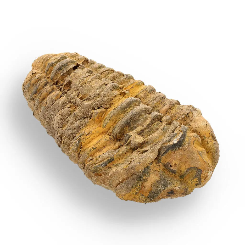 Buy your Calymene Trilobite Fossil – 400 Million Years in the Making online now or in store at Forever Gems in Franschhoek, South Africa
