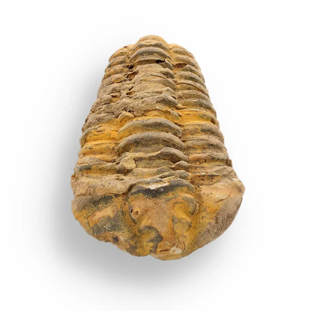 Buy your Calymene Trilobite Fossil – 400 Million Years in the Making online now or in store at Forever Gems in Franschhoek, South Africa