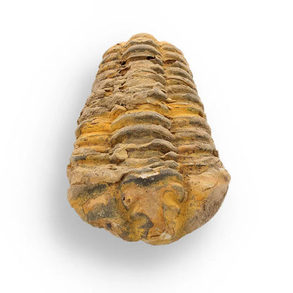 Buy your Calymene Trilobite Fossil – 400 Million Years in the Making online now or in store at Forever Gems in Franschhoek, South Africa