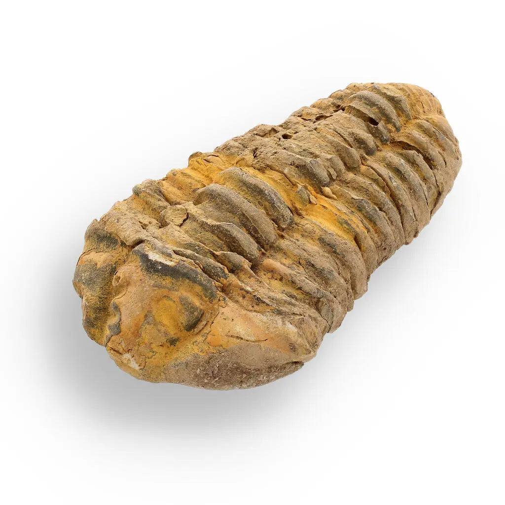 Buy your Calymene Trilobite Fossil – 400 Million Years in the Making online now or in store at Forever Gems in Franschhoek, South Africa
