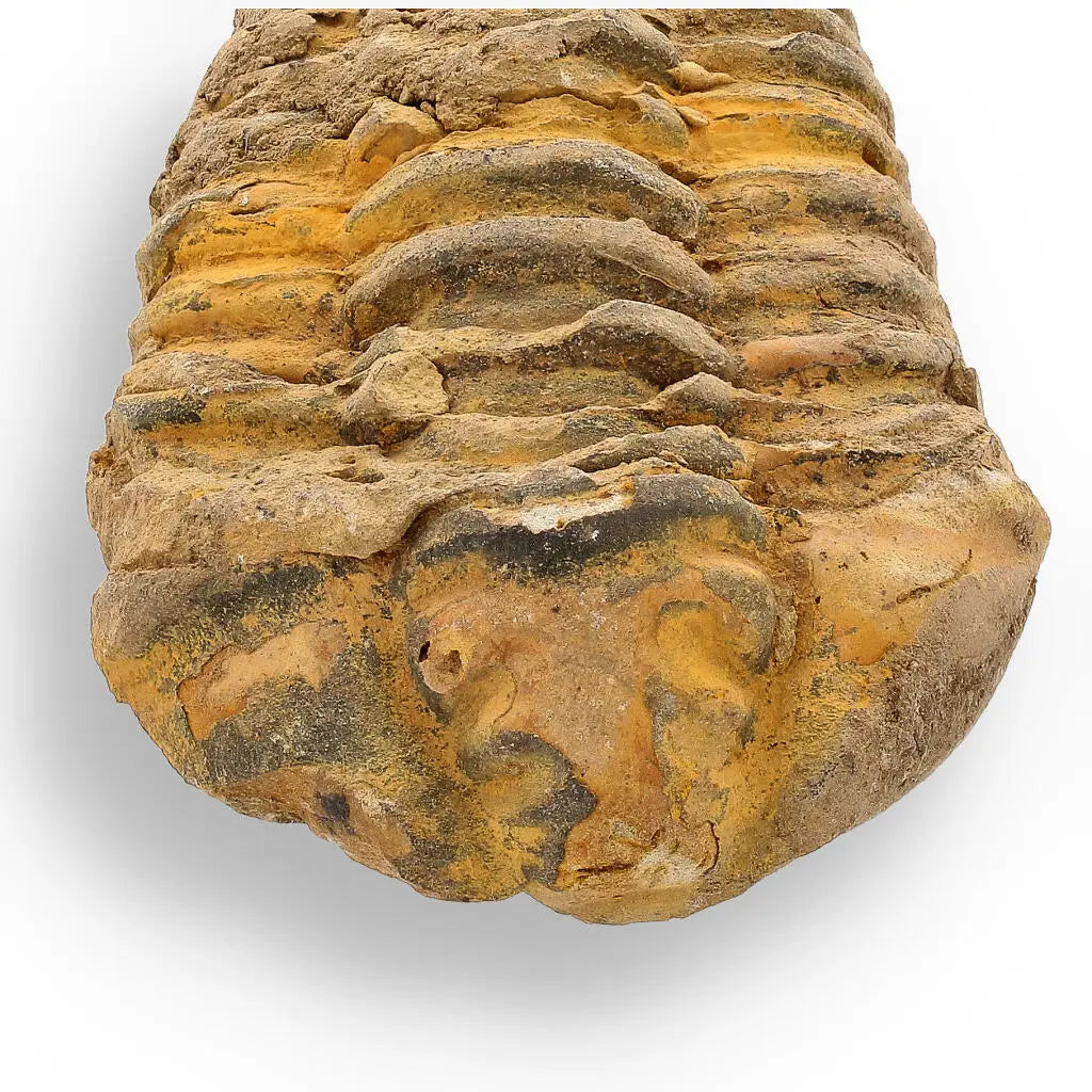 Buy your Calymene Trilobite Fossil – 400 Million Years in the Making online now or in store at Forever Gems in Franschhoek, South Africa