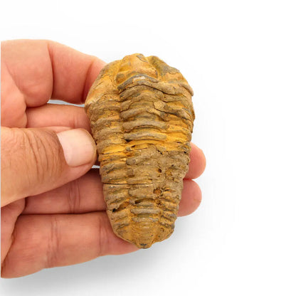 Buy your Calymene Trilobite Fossil – 400 Million Years in the Making online now or in store at Forever Gems in Franschhoek, South Africa