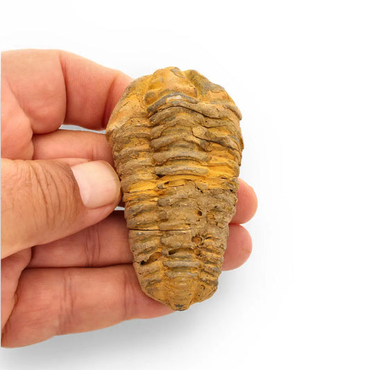 Calymene Trilobite Fossil – 400 Million Years in the Making