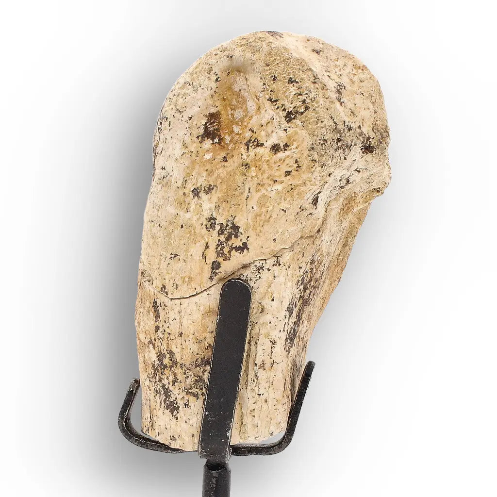 Get your Authentic Megacerops Fossil Bone – White River Badlands online now or in store at Forever Gems in Franschhoek, South Africa