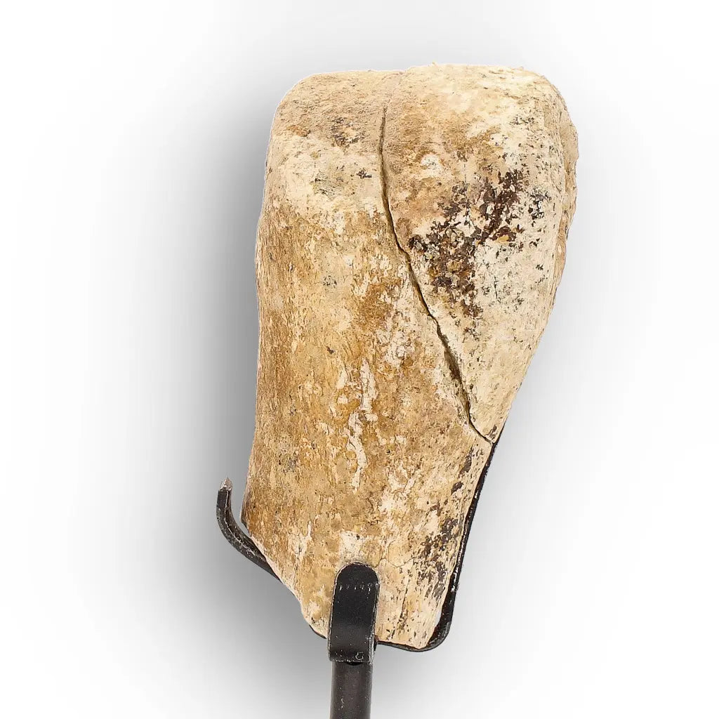 Get your Authentic Megacerops Fossil Bone – White River Badlands online now or in store at Forever Gems in Franschhoek, South Africa