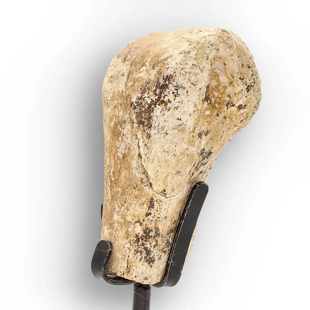 Get your Authentic Megacerops Fossil Bone – White River Badlands online now or in store at Forever Gems in Franschhoek, South Africa