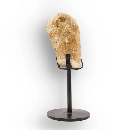 Get your Authentic Megacerops Fossil Bone – White River Badlands online now or in store at Forever Gems in Franschhoek, South Africa