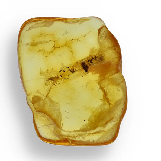 Get your Genuine Baltic Amber: Ancient Insect Time Capsule Retry online now or in store at Forever Gems in Franschhoek, South Africa
