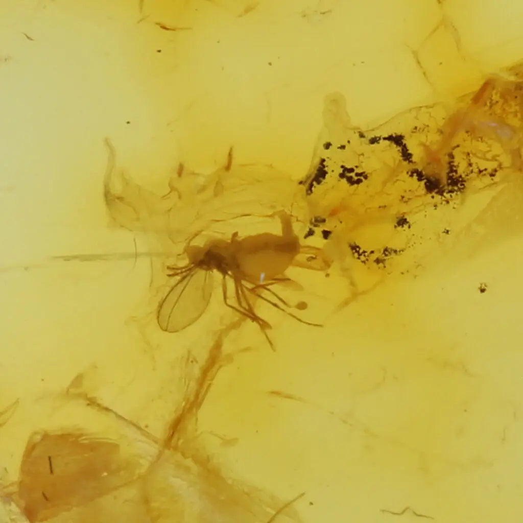 Get your Genuine Baltic Amber: Ancient Insect Time Capsule Retry online now or in store at Forever Gems in Franschhoek, South Africa