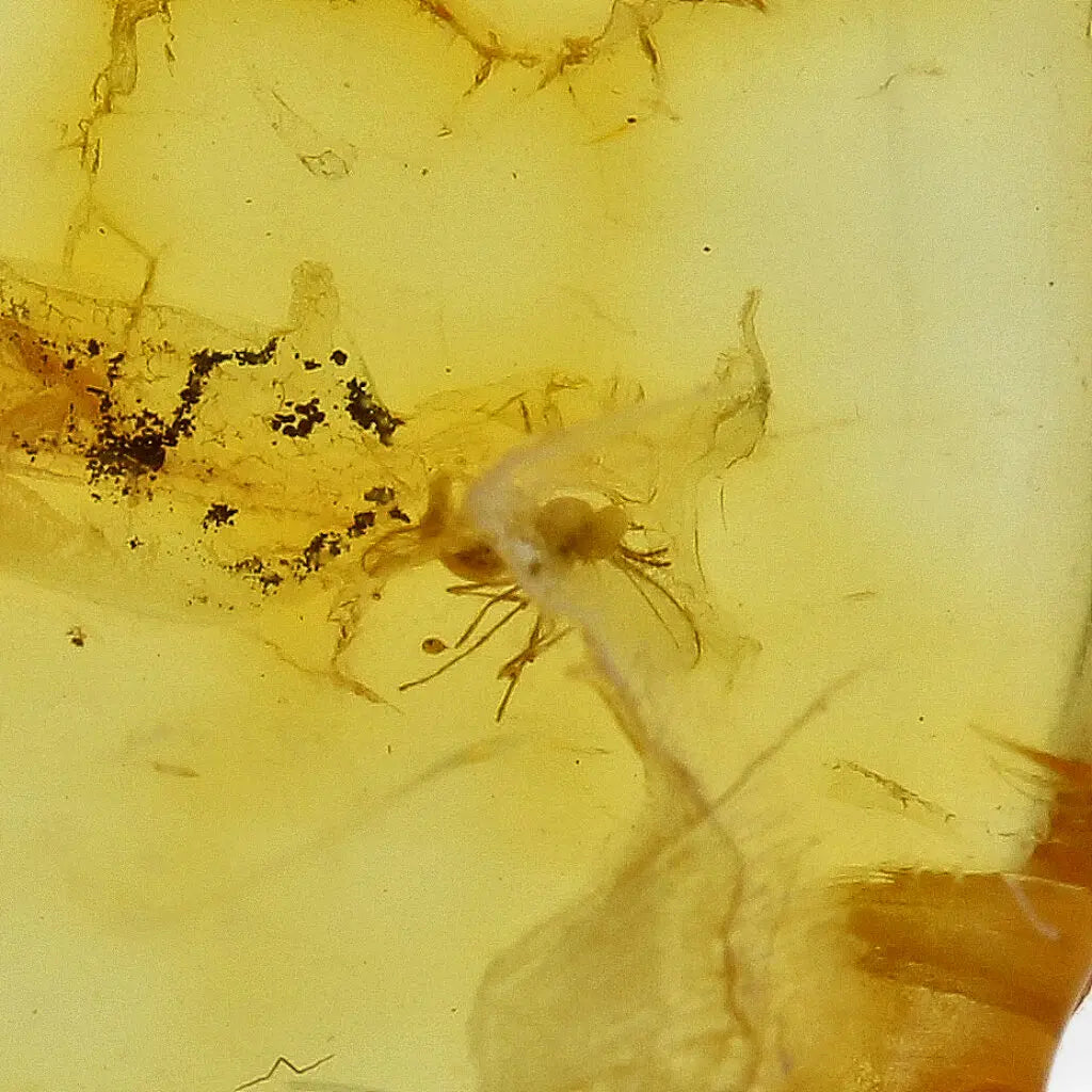 Get your Genuine Baltic Amber: Ancient Insect Time Capsule Retry online now or in store at Forever Gems in Franschhoek, South Africa