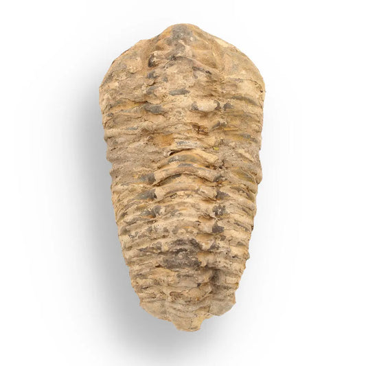 Calymene Trilobite Fossil – Ancient Life Captured in Rock