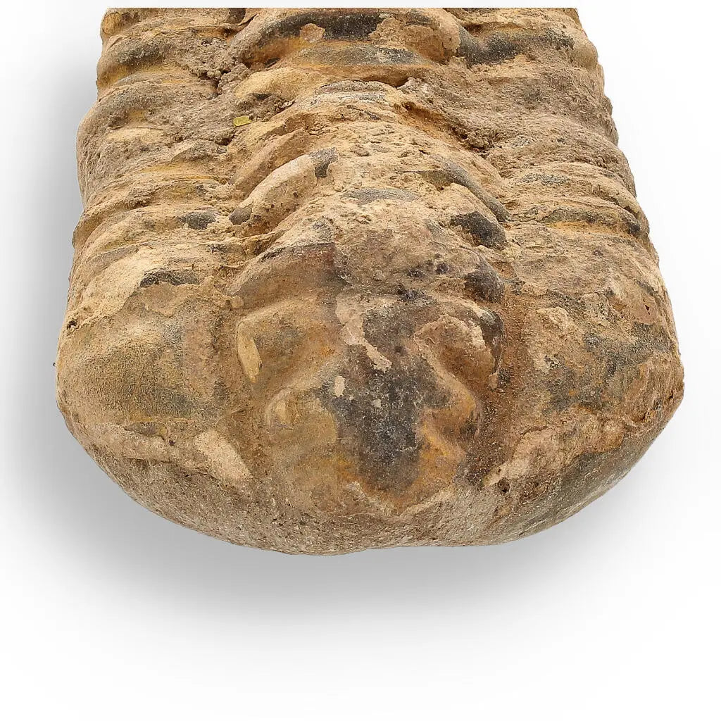Buy your Calymene Trilobite Fossil – Ancient Life Captured in Rock online now or in store at Forever Gems in Franschhoek, South Africa