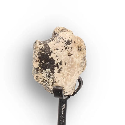 Get your Megacerops (Brontotherium) Fossil Bone – Eocene Titanothere online now or in store at Forever Gems in Franschhoek, South Africa