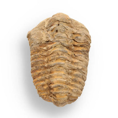 Buy your Calymene Trilobite Fossil – Unique Artifact from Morocco online now or in store at Forever Gems in Franschhoek, South Africa