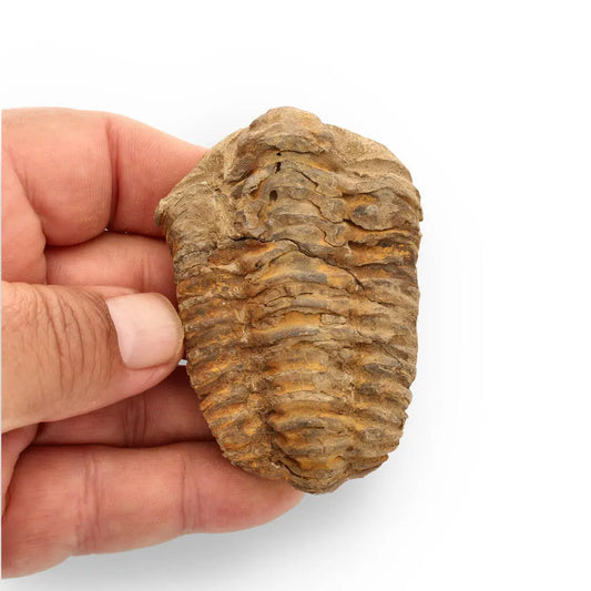 Calymene Trilobite Fossil – Unique Artifact from Morocco