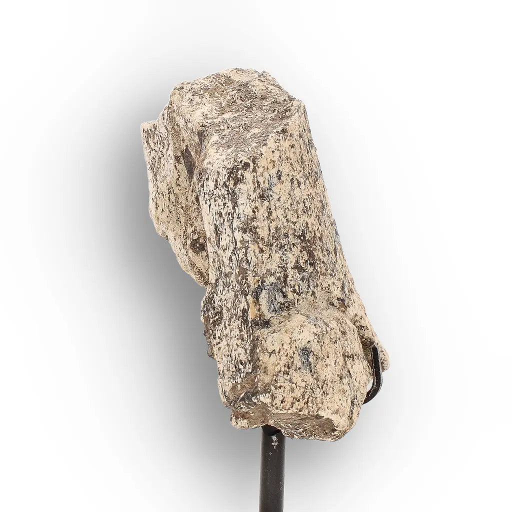 Get your Eocene Megacerops Fossil Bone from South Dakota Badlands online now or in store at Forever Gems in Franschhoek, South Africa