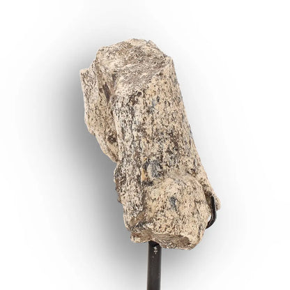 Get your Eocene Megacerops Fossil Bone from South Dakota Badlands online now or in store at Forever Gems in Franschhoek, South Africa