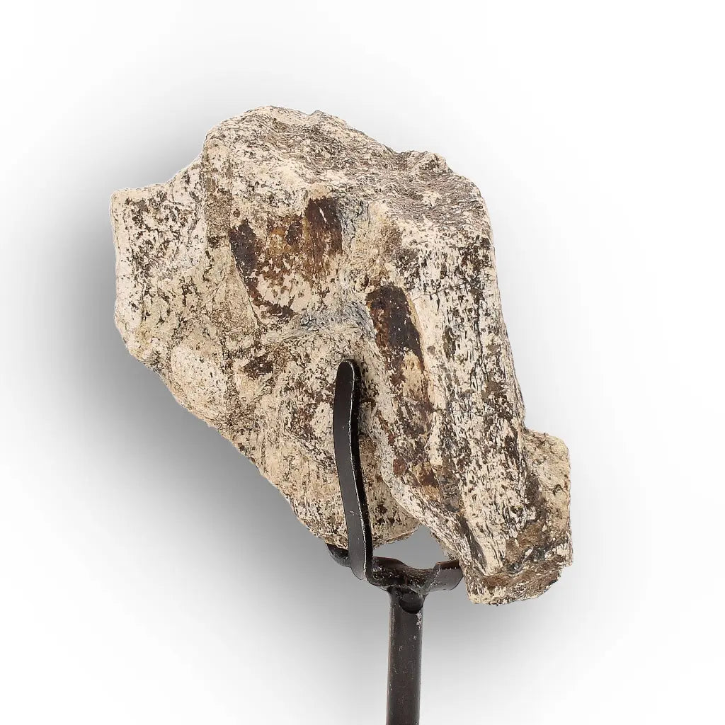 Get your Eocene Megacerops Fossil Bone from South Dakota Badlands online now or in store at Forever Gems in Franschhoek, South Africa