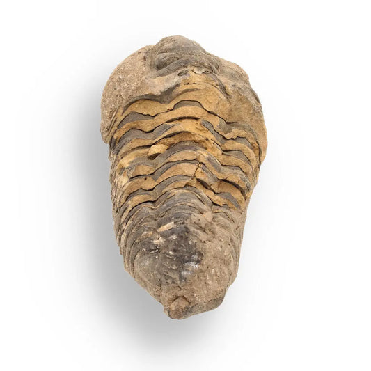 Calymene Trilobite Fossil – A Piece of Prehistoric History