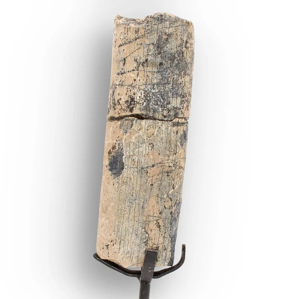 Get your White River Megacerops Fossil Bone – Eocene Titanothere online now or in store at Forever Gems in Franschhoek, South Africa