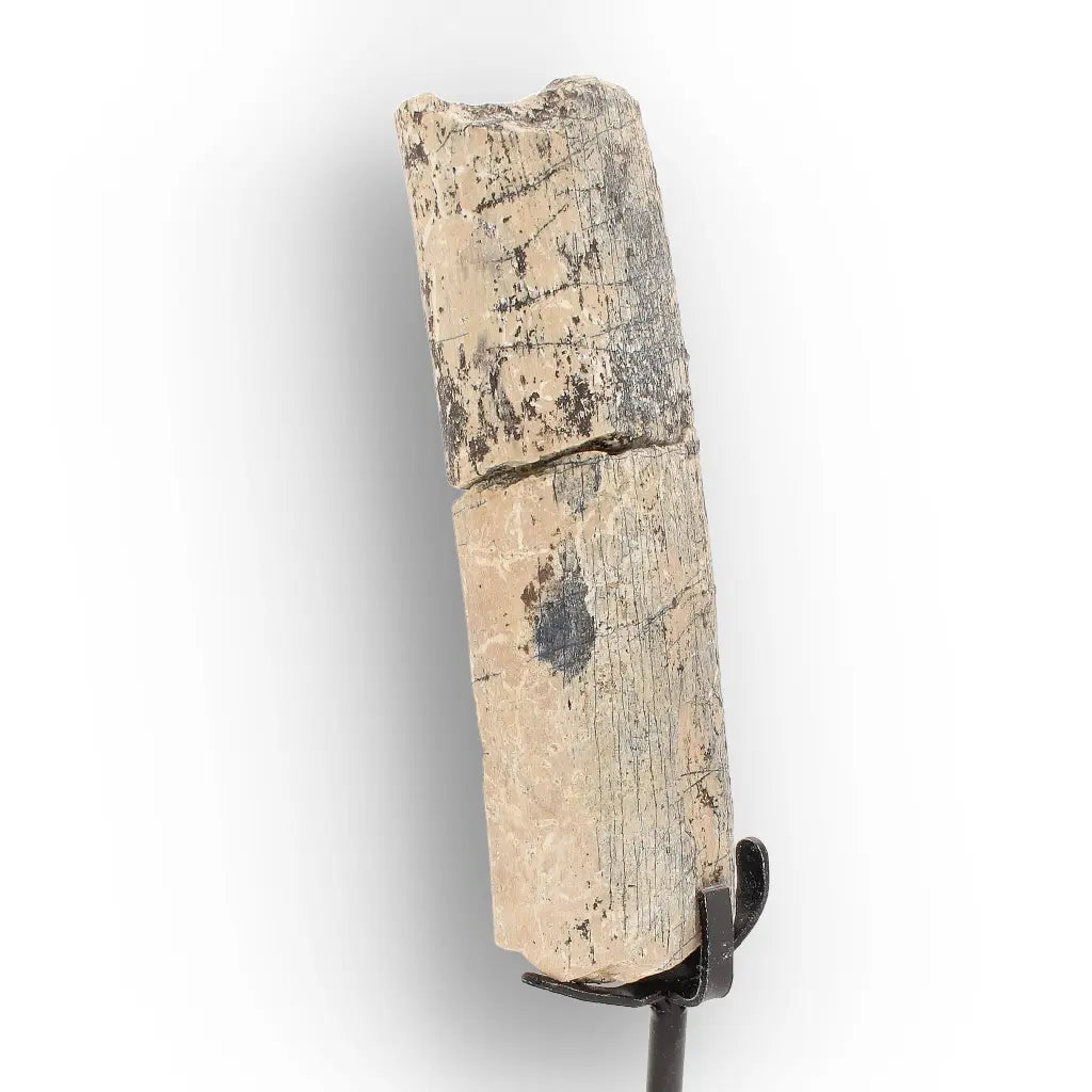 Get your White River Megacerops Fossil Bone – Eocene Titanothere online now or in store at Forever Gems in Franschhoek, South Africa