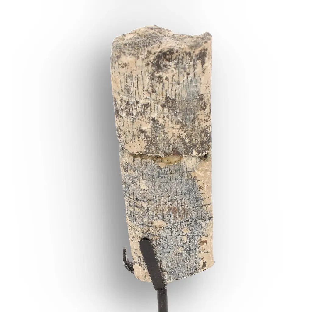 Get your White River Megacerops Fossil Bone – Eocene Titanothere online now or in store at Forever Gems in Franschhoek, South Africa