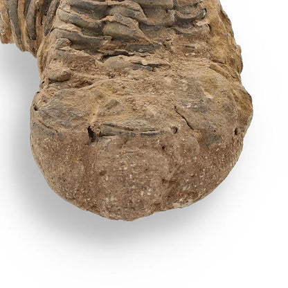 Buy your Calymene Trilobite Fossil – Fossilized Wonders from the Devonian online now or in store at Forever Gems in Franschhoek, South Africa
