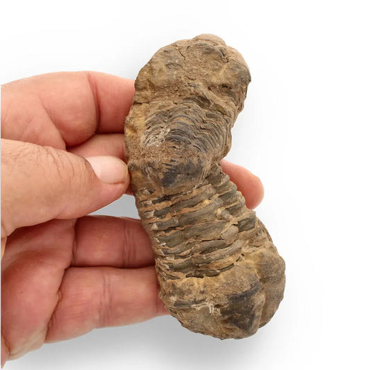 Calymene Trilobite Fossil – Fossilized Wonders from the Devonian