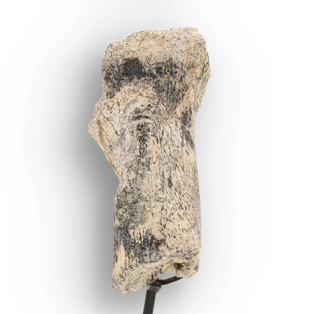 Get your Megacerops Titanothere Fossil Bone – South Dakota Find online now or in store at Forever Gems in Franschhoek, South Africa