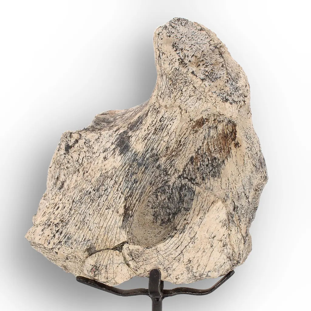 Get your Megacerops Titanothere Fossil Bone – South Dakota Find online now or in store at Forever Gems in Franschhoek, South Africa