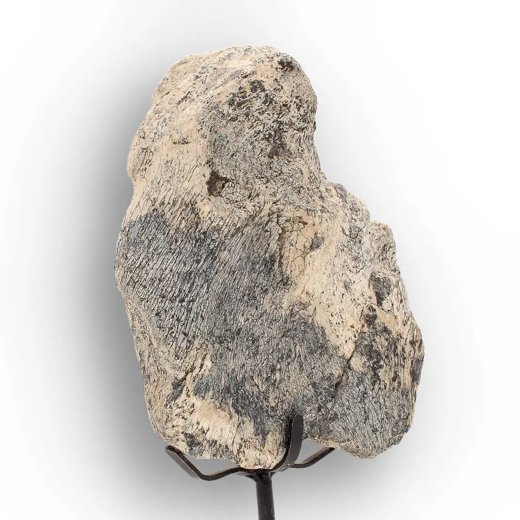 Get your Megacerops Titanothere Fossil Bone – South Dakota Find online now or in store at Forever Gems in Franschhoek, South Africa