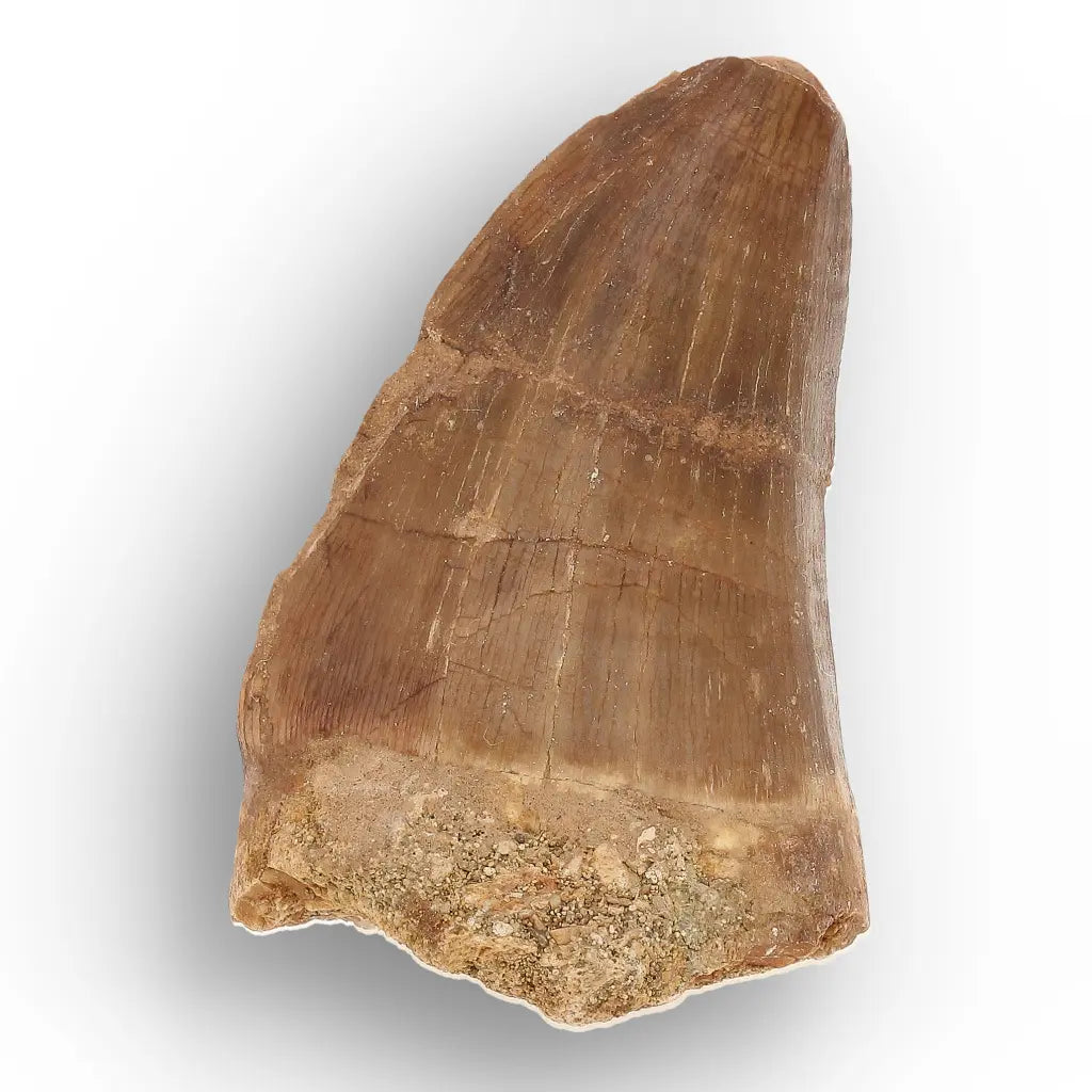 Get your Authentic Mosasaur Tooth Fossil from Morocco online now or in store at Forever Gems in Franschhoek, South Africa