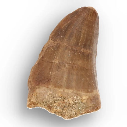 Get your Authentic Mosasaur Tooth Fossil from Morocco online now or in store at Forever Gems in Franschhoek, South Africa