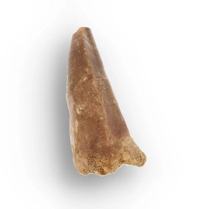 Get your Authentic Mosasaur Tooth Fossil from Morocco online now or in store at Forever Gems in Franschhoek, South Africa