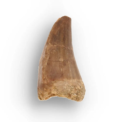 Get your Authentic Mosasaur Tooth Fossil from Morocco online now or in store at Forever Gems in Franschhoek, South Africa