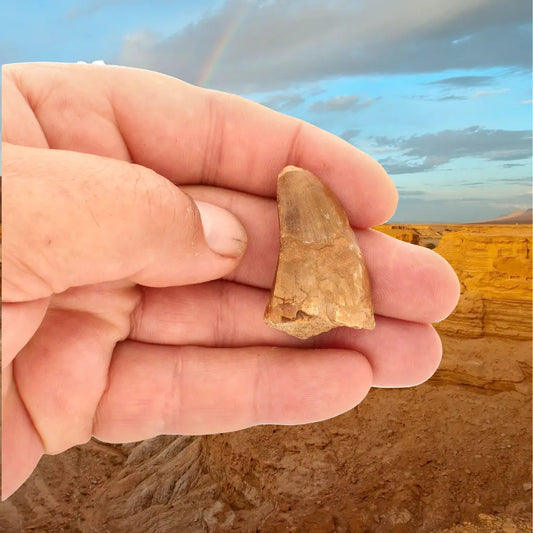 Get your Authentic Mosasaur Tooth Fossil from Morocco online now or in store at Forever Gems in Franschhoek, South Africa