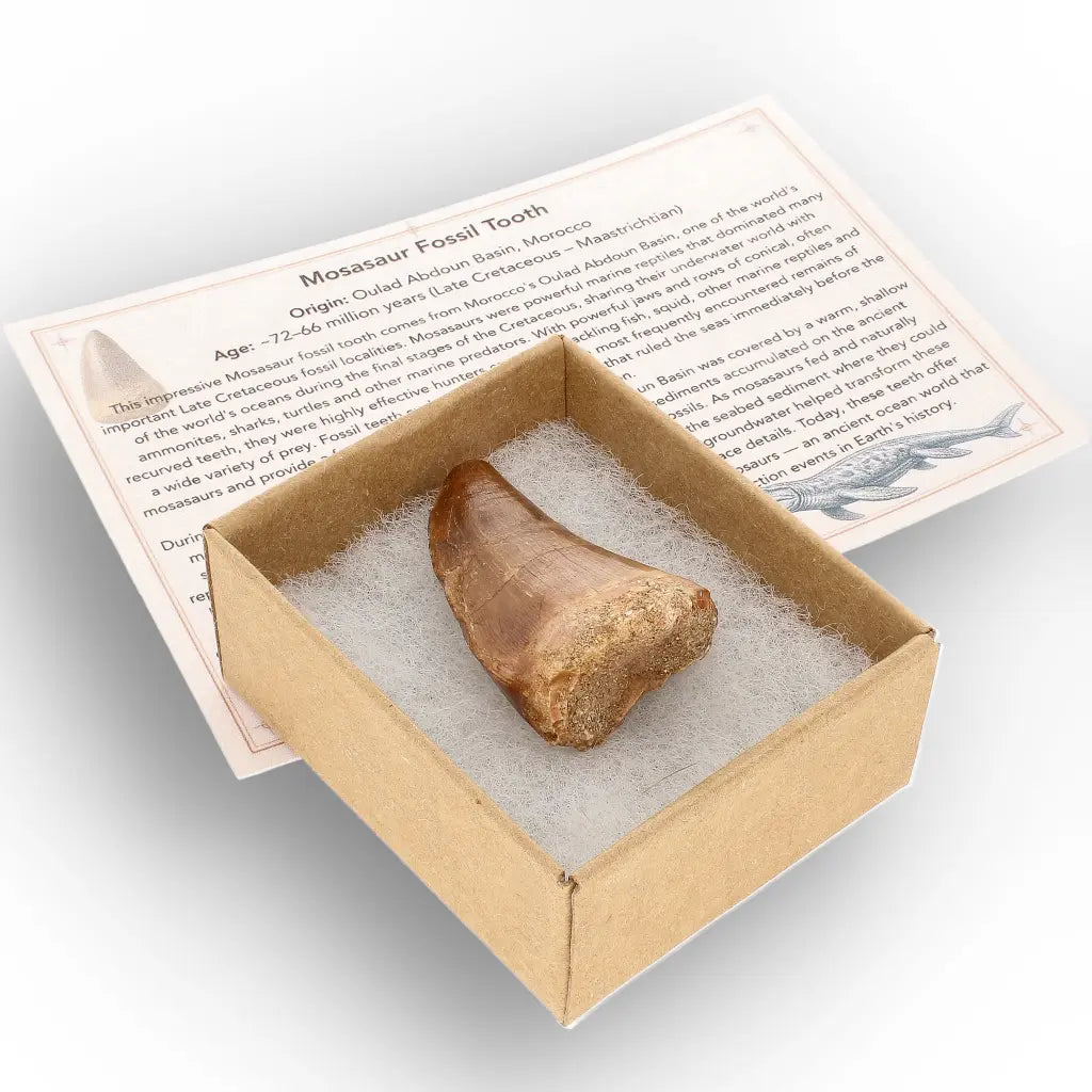 Get your Authentic Mosasaur Tooth Fossil from Morocco online now or in store at Forever Gems in Franschhoek, South Africa