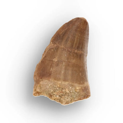 Get your Authentic Mosasaur Tooth Fossil from Morocco online now or in store at Forever Gems in Franschhoek, South Africa