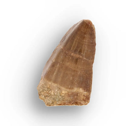 Get your Authentic Mosasaur Tooth Fossil from Morocco online now or in store at Forever Gems in Franschhoek, South Africa