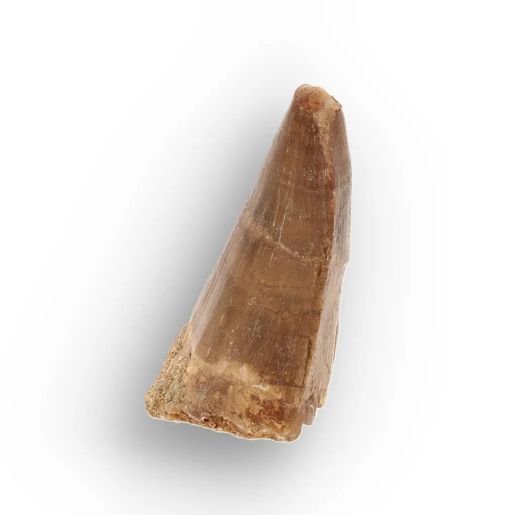 Get your Authentic Mosasaur Tooth Fossil from Morocco online now or in store at Forever Gems in Franschhoek, South Africa