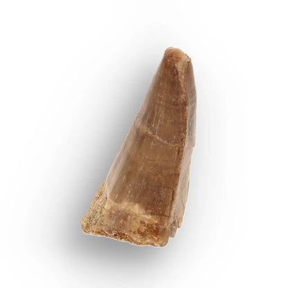 Get your Authentic Mosasaur Tooth Fossil from Morocco online now or in store at Forever Gems in Franschhoek, South Africa
