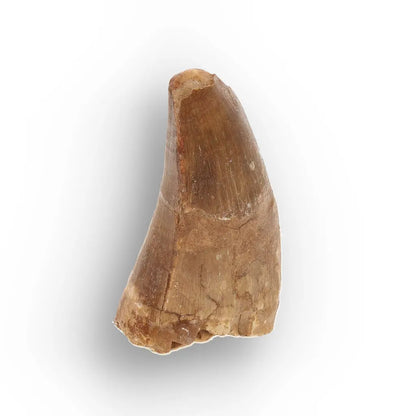 Get your Authentic Mosasaur Tooth Fossil from Morocco online now or in store at Forever Gems in Franschhoek, South Africa