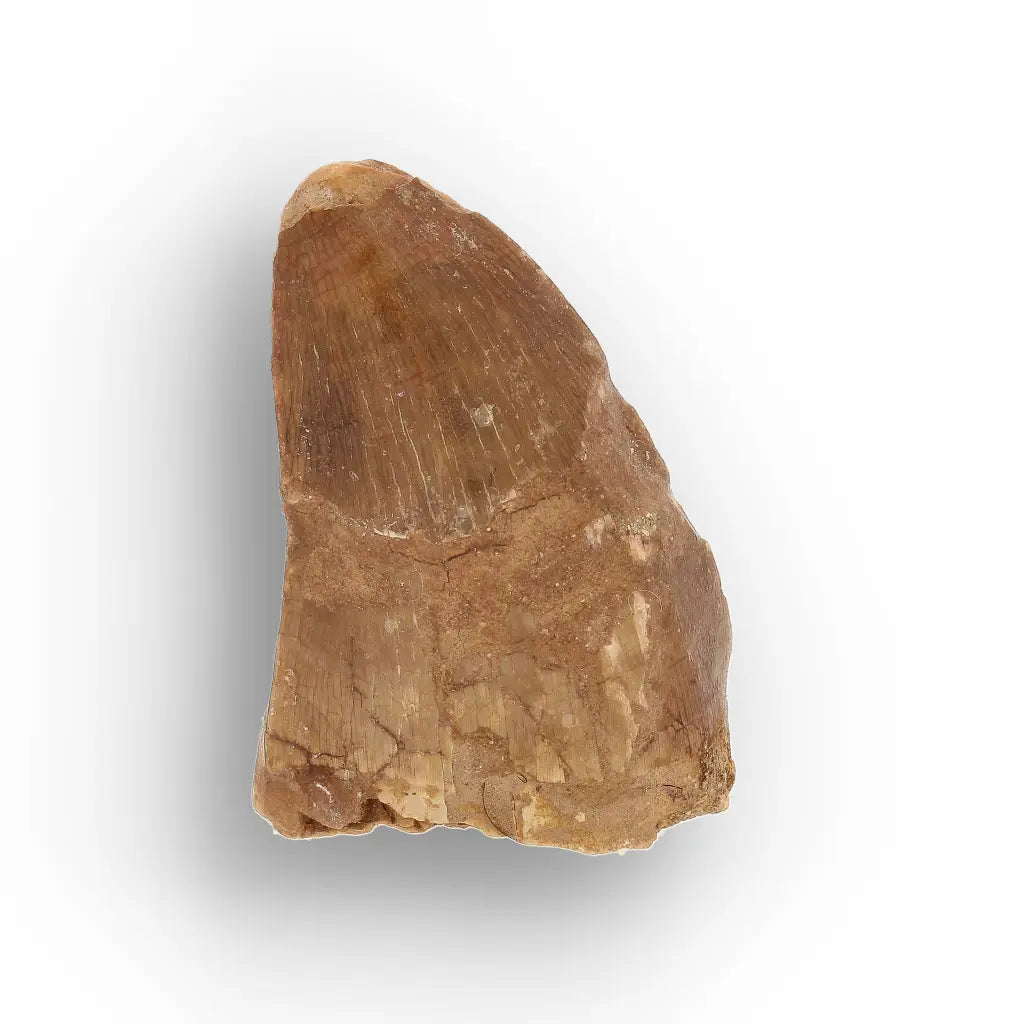 Get your Authentic Mosasaur Tooth Fossil from Morocco online now or in store at Forever Gems in Franschhoek, South Africa