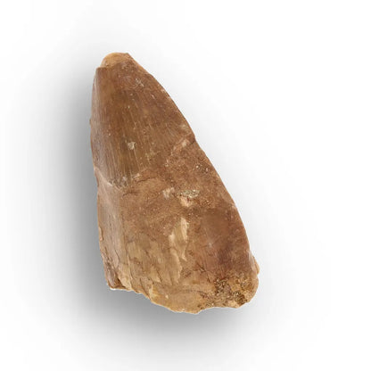 Get your Authentic Mosasaur Tooth Fossil from Morocco online now or in store at Forever Gems in Franschhoek, South Africa