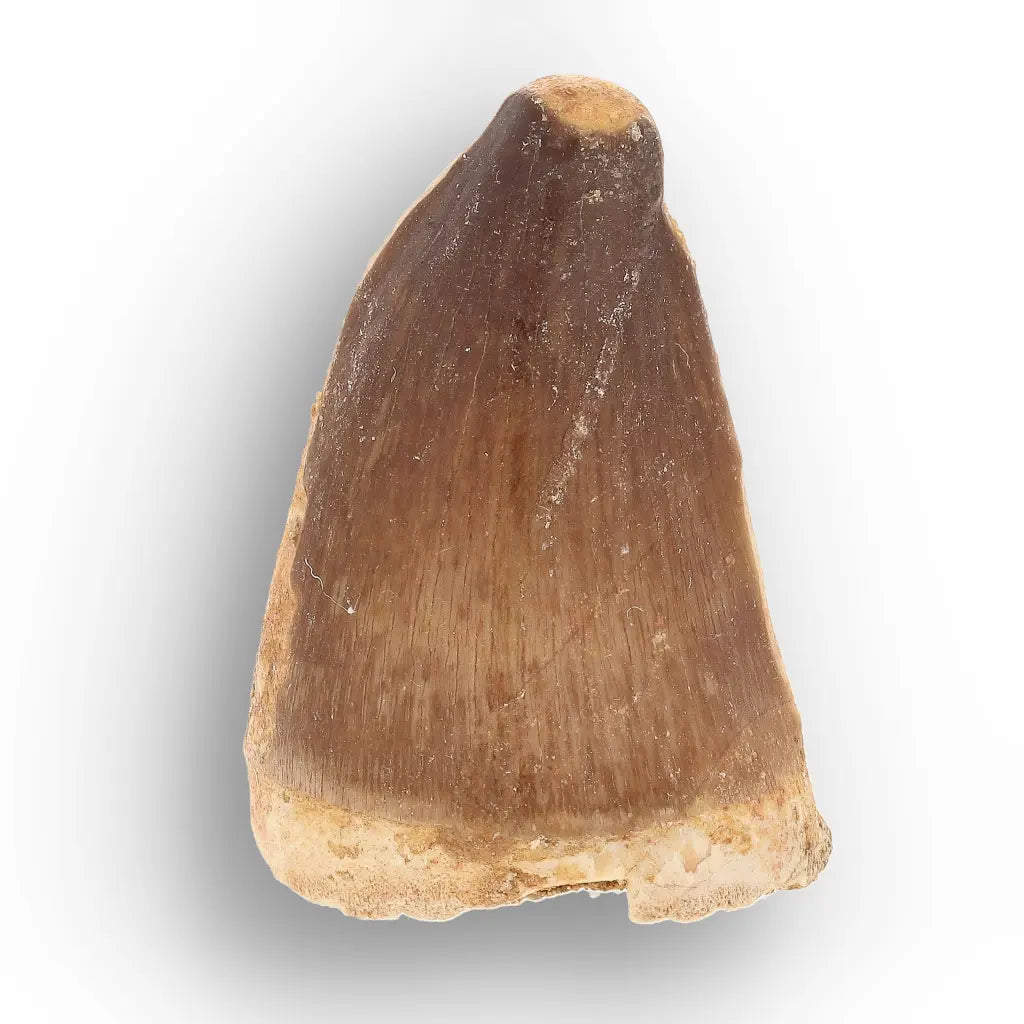 Get your Moroccan Mosasaur Tooth from the Cretaceous Seas online now or in store at Forever Gems in Franschhoek, South Africa