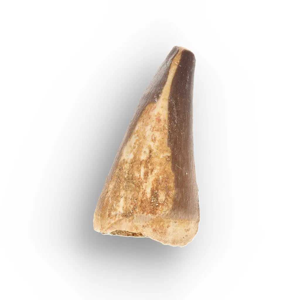 Get your Moroccan Mosasaur Tooth from the Cretaceous Seas online now or in store at Forever Gems in Franschhoek, South Africa